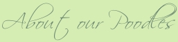 de Medici Poodles Home Page