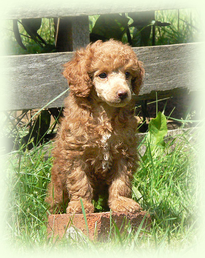 Apricot Poodle Puppy Sitting on Grass