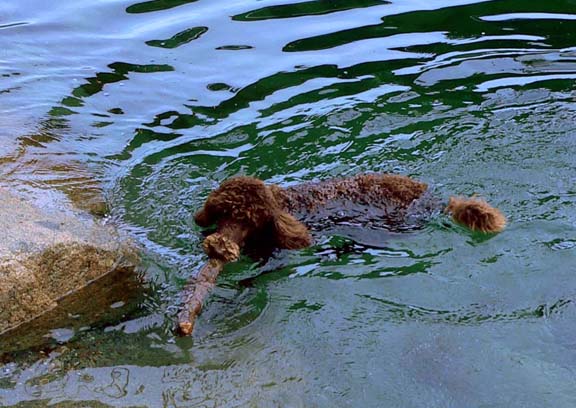 chocolate poodle puppy swimming