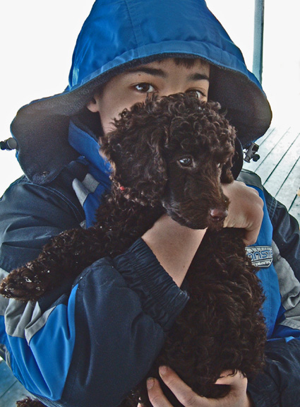 small standard poodle puppy, chocolate brown