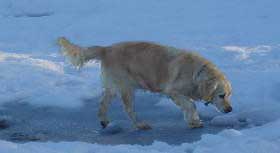 English cream golden retriever in the snow