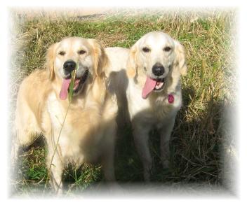 mellow English Golden Retrievers, outside