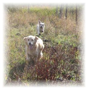 sweet natured English Cream Golden Retriever puppies