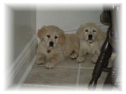 English Golden Retriever Puppies for sale